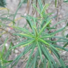 Cassinia longifolia at Fadden, ACT - 17 Aug 2019 05:16 PM