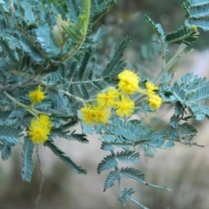 Acacia baileyana x Acacia dealbata at Fadden, ACT - 17 Aug 2019 05:23 PM