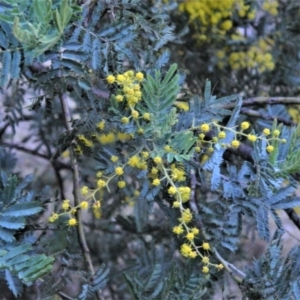 Acacia baileyana x Acacia dealbata at Fadden, ACT - 17 Aug 2019 05:23 PM