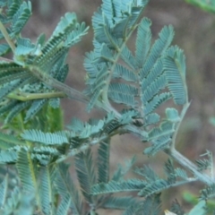 Acacia baileyana x Acacia dealbata at Fadden, ACT - 17 Aug 2019 05:23 PM