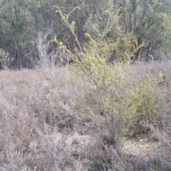 Acacia paradoxa (Kangaroo Thorn) at Yass River, NSW - 20 Aug 2019 by SenexRugosus