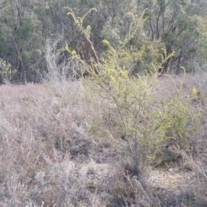 Acacia paradoxa at Yass River, NSW - 20 Aug 2019