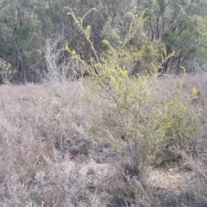 Acacia paradoxa at Yass River, NSW - 20 Aug 2019 03:00 PM