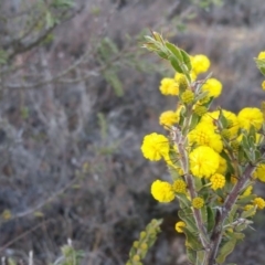 Acacia paradoxa at Yass River, NSW - 20 Aug 2019 03:00 PM