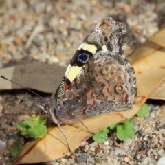 Vanessa itea (Yellow Admiral) at Acton, ACT - 19 Aug 2019 by TimL