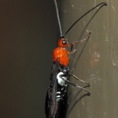 Braconidae (family) (Unidentified braconid wasp) at Acton, ACT - 19 Aug 2019 by TimL