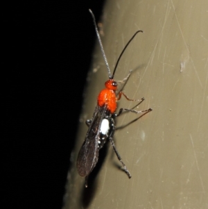 Braconidae (family) at Acton, ACT - 19 Aug 2019