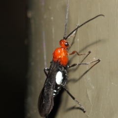 Braconidae (family) at Acton, ACT - 19 Aug 2019