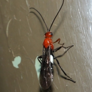 Braconidae (family) at Acton, ACT - 19 Aug 2019 01:45 PM