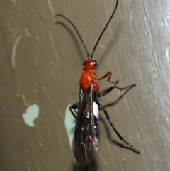 Braconidae (family) at Acton, ACT - 19 Aug 2019