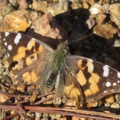 Vanessa kershawi (Australian Painted Lady) at Coree, ACT - 15 Aug 2019 by RobParnell