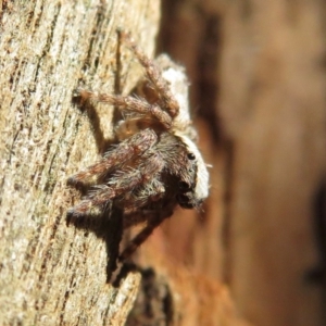 Servaea sp. (genus) at Narrabundah, ACT - 15 Aug 2019 11:41 AM