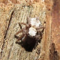 Servaea sp. (genus) at Narrabundah, ACT - 15 Aug 2019