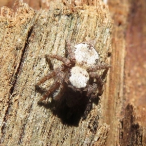 Servaea sp. (genus) at Narrabundah, ACT - 15 Aug 2019 11:41 AM