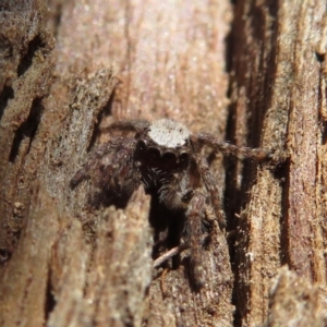 Servaea sp. (genus) at Narrabundah, ACT - 15 Aug 2019