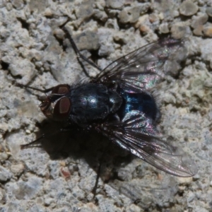 Calliphora vicina at Narrabundah, ACT - 11 Aug 2019