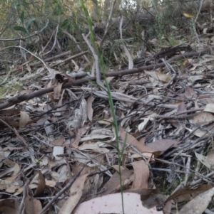 Pterostylis tunstallii at Eden, NSW - 19 Aug 2019