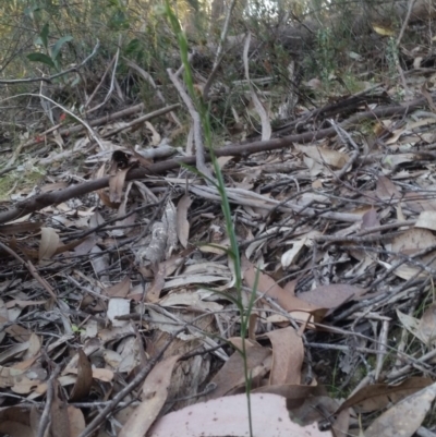 Pterostylis tunstallii (Granite Greenhood) at Eden, NSW - 19 Aug 2019 by MickBettanin