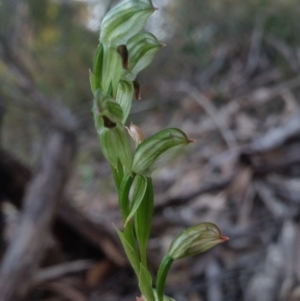 Pterostylis tunstallii at Eden, NSW - suppressed