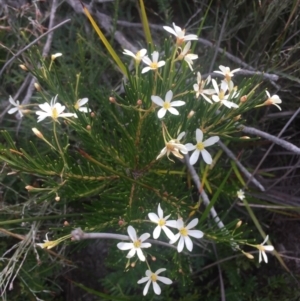 Ricinocarpos pinifolius at Green Cape North - 29 Jul 2019