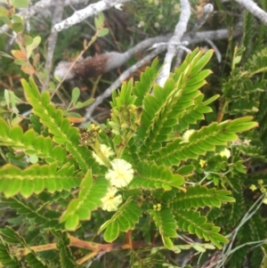 Acacia terminalis subsp. Glabrous form (M.Hancock 94) at Green Cape, NSW - 29 Jul 2019