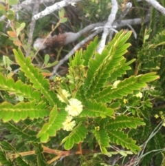 Acacia terminalis subsp. Glabrous form (M.Hancock 94) (Sunshine Wattle) at Ben Boyd National Park - 29 Jul 2019 by MickBettanin