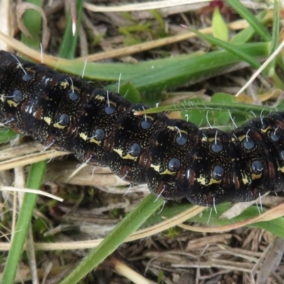 Apina callisto (Pasture Day Moth) at Narrabundah, ACT - 18 Aug 2019 by RobParnell