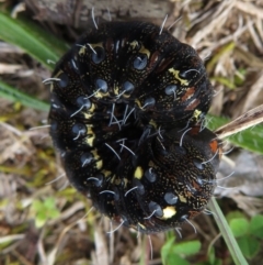 Apina callisto at Narrabundah, ACT - 18 Aug 2019