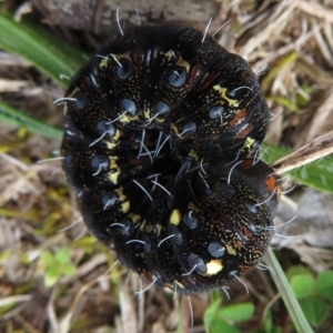 Apina callisto at Narrabundah, ACT - 18 Aug 2019