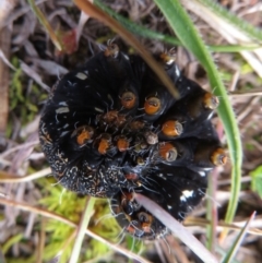 Apina callisto at Narrabundah, ACT - 18 Aug 2019