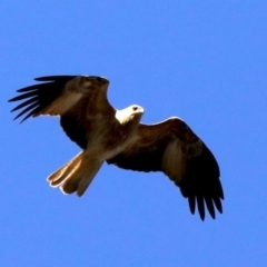 Haliastur sphenurus (Whistling Kite) at Mount Ainslie - 20 Aug 2019 by jb2602