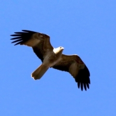 Haliastur sphenurus at Ainslie, ACT - 20 Aug 2019 03:13 PM