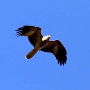 Haliastur sphenurus at Ainslie, ACT - 20 Aug 2019 03:13 PM