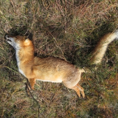 Vulpes vulpes (Red Fox) at Mount Clear, ACT - 18 Apr 2019 by RobParnell