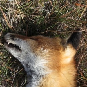 Vulpes vulpes at Mount Clear, ACT - 18 Apr 2019
