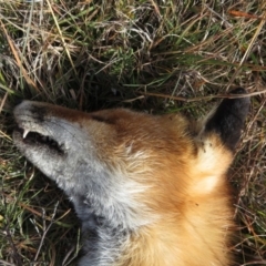 Vulpes vulpes at Mount Clear, ACT - 18 Apr 2019
