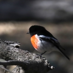 Petroica boodang (Scarlet Robin) at Majura, ACT - 20 Aug 2019 by jbromilow50