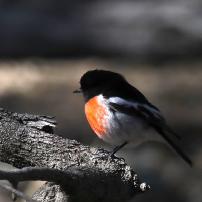 Petroica boodang (Scarlet Robin) at Mount Ainslie - 20 Aug 2019 by jb2602