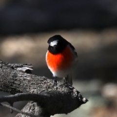 Petroica boodang at Majura, ACT - 20 Aug 2019 01:37 PM