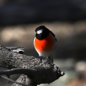 Petroica boodang at Majura, ACT - 20 Aug 2019 01:37 PM