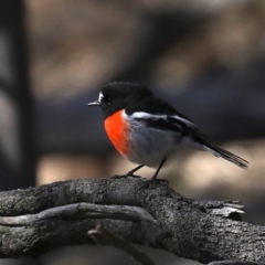 Petroica boodang at Majura, ACT - 20 Aug 2019 01:37 PM