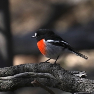 Petroica boodang at Majura, ACT - 20 Aug 2019 01:37 PM