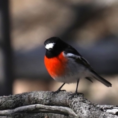 Petroica boodang at Majura, ACT - 20 Aug 2019 01:37 PM