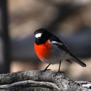 Petroica boodang at Majura, ACT - 20 Aug 2019 01:37 PM