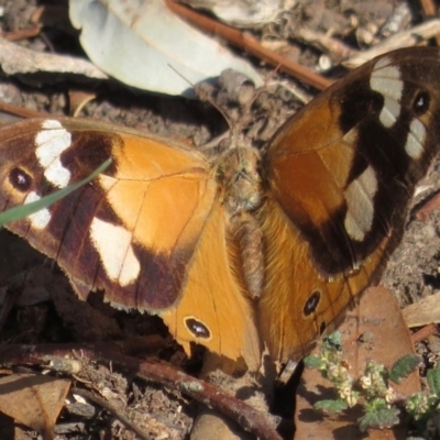 Heteronympha merope (Common Brown Butterfly) at Narrabundah, ACT - 15 Apr 2019 by RobParnell