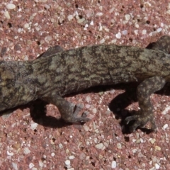 Christinus marmoratus (Southern Marbled Gecko) at Narrabundah, ACT - 11 Apr 2019 by RobParnell