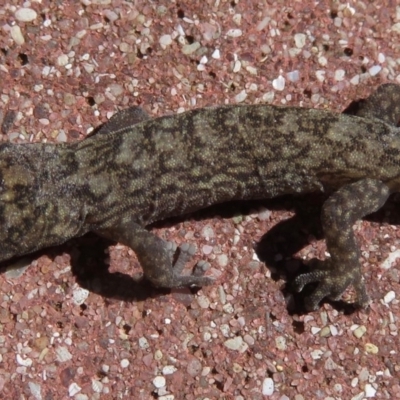 Christinus marmoratus (Southern Marbled Gecko) at Narrabundah, ACT - 11 Apr 2019 by RobParnell