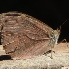 Heteronympha merope (Common Brown Butterfly) at Narrabundah, ACT - 11 Apr 2019 by RobParnell