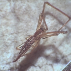 Tetragnathidae (family) (Long-jawed orb weavers) at Bega, NSW - 17 Aug 2019 by c.p.polec@gmail.com