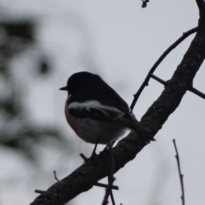 Petroica boodang (Scarlet Robin) at Isaacs Ridge and Nearby - 19 Aug 2019 by Mike